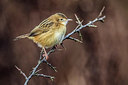 BUITEN BEELD Foto: 333372