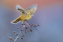 BUITEN BEELD Foto: 333375