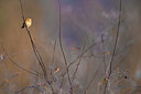 BUITEN BEELD Foto: 333377