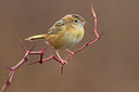 BUITEN BEELD Foto: 333378