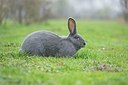 BUITEN BEELD Foto: 333444