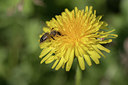 BUITEN BEELD Foto: 333503