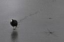 BUITEN BEELD Foto: 333531