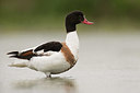 BUITEN BEELD Foto: 333582