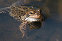 BUITEN BEELD Foto: 333630