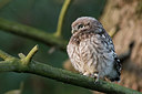BUITEN BEELD Foto: 333638