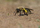 BUITEN BEELD Foto: 333654