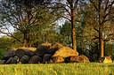 BUITEN BEELD Foto: 333747