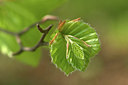 BUITEN BEELD Foto: 333827