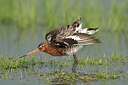 BUITEN BEELD Foto: 333870