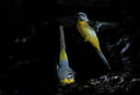 BUITEN BEELD Foto: 333875