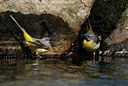 BUITEN BEELD Foto: 333878