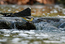 BUITEN BEELD Foto: 333880
