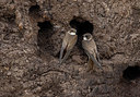BUITEN BEELD Foto: 333888