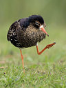 BUITEN BEELD Foto: 333909