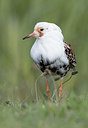 BUITEN BEELD Foto: 333911