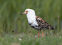 BUITEN BEELD Foto: 333912