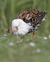 BUITEN BEELD Foto: 333913