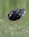 BUITEN BEELD Foto: 333915