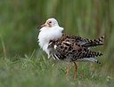 BUITEN BEELD Foto: 333918
