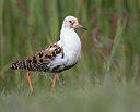 BUITEN BEELD Foto: 333920