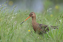 BUITEN BEELD Foto: 333935