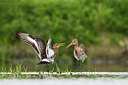 BUITEN BEELD Foto: 333968