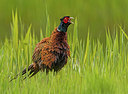 BUITEN BEELD Foto: 334031