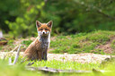 BUITEN BEELD Foto: 334068