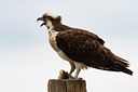 BUITEN BEELD Foto: 334119