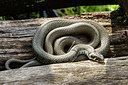 BUITEN BEELD Foto: 334182