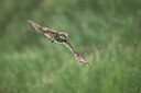 BUITEN BEELD Foto: 334213