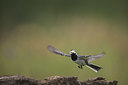 BUITEN BEELD Foto: 334221