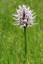 BUITEN BEELD Foto: 334251