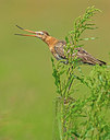 BUITEN BEELD Foto: 334397