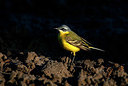 BUITEN BEELD Foto: 334512
