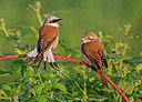 BUITEN BEELD Foto: 334523