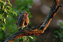 BUITEN BEELD Foto: 334549