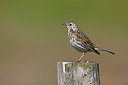 BUITEN BEELD Foto: 334594
