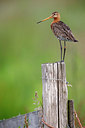BUITEN BEELD Foto: 334601