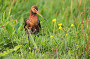 BUITEN BEELD Foto: 334621