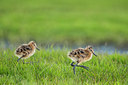 BUITEN BEELD Foto: 334631