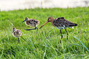 BUITEN BEELD Foto: 334637