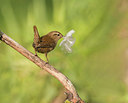 BUITEN BEELD Foto: 334658