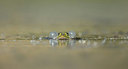 BUITEN BEELD Foto: 334726
