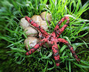 BUITEN BEELD Foto: 334753