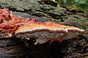 BUITEN BEELD Foto: 334760