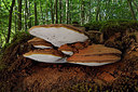 BUITEN BEELD Foto: 334797