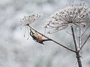 BUITEN BEELD Foto: 334864