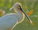 BUITEN BEELD Foto: 334894